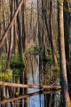 028_Biebrza - kwiecien 2012